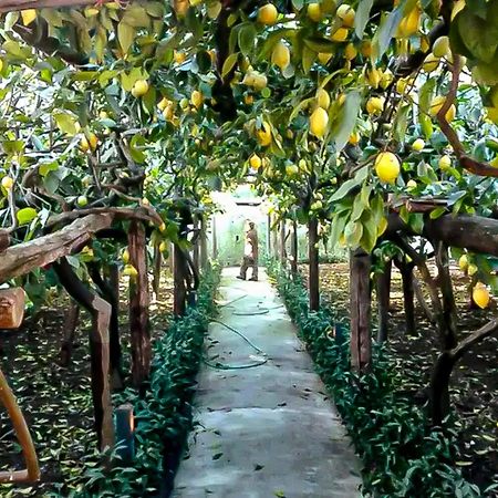 Vila Limoneto Di Anna Maiori Exteriér fotografie