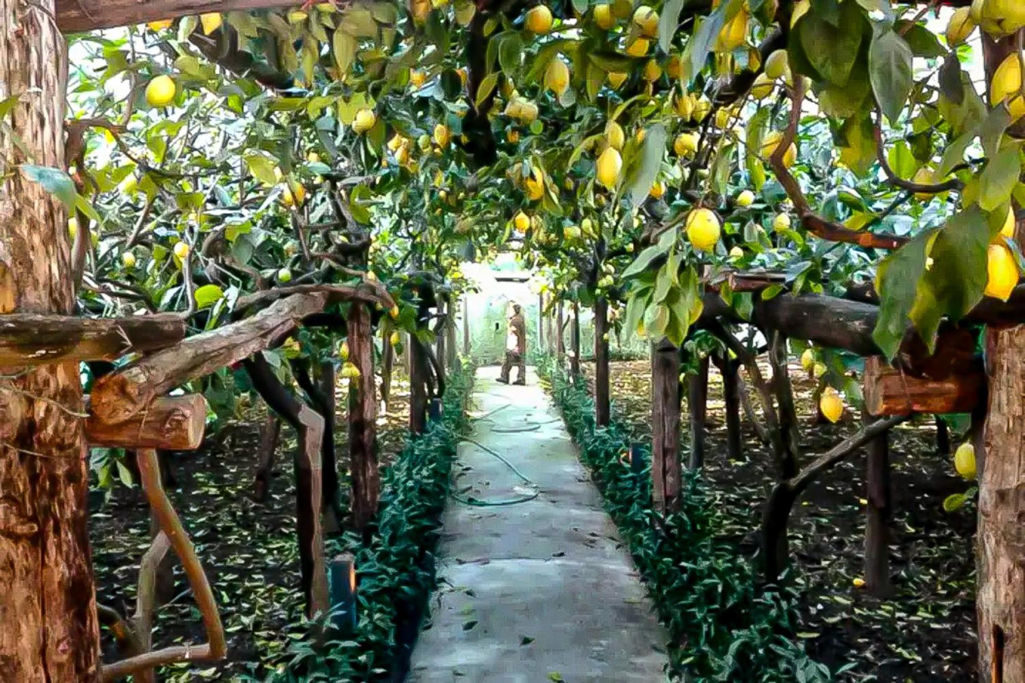 Vila Limoneto Di Anna Maiori Exteriér fotografie